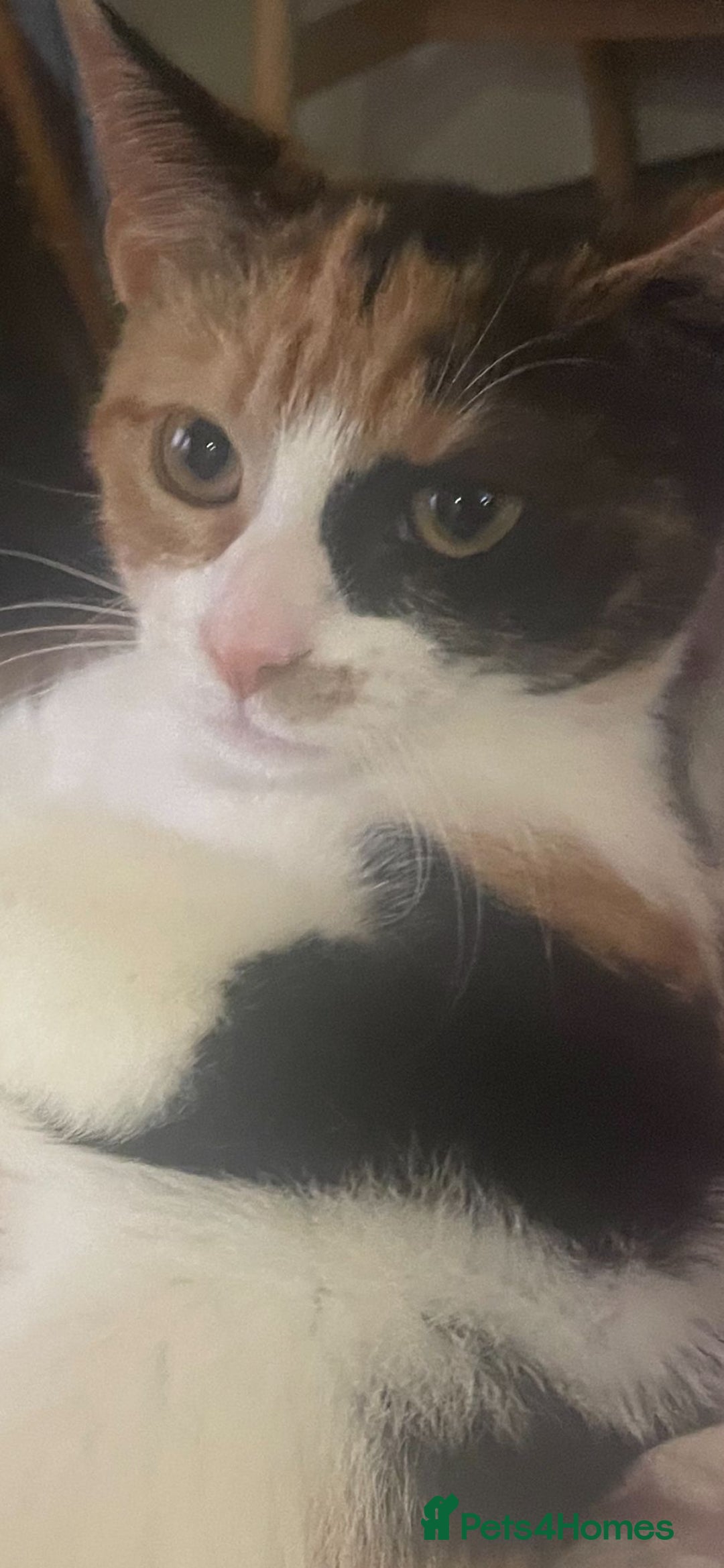 Domestic Shorthair cats for sale: 4 month old calico kitten female  - Image 6