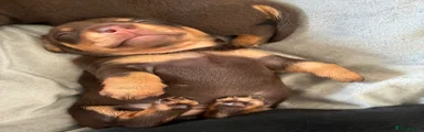 Dachshund 1