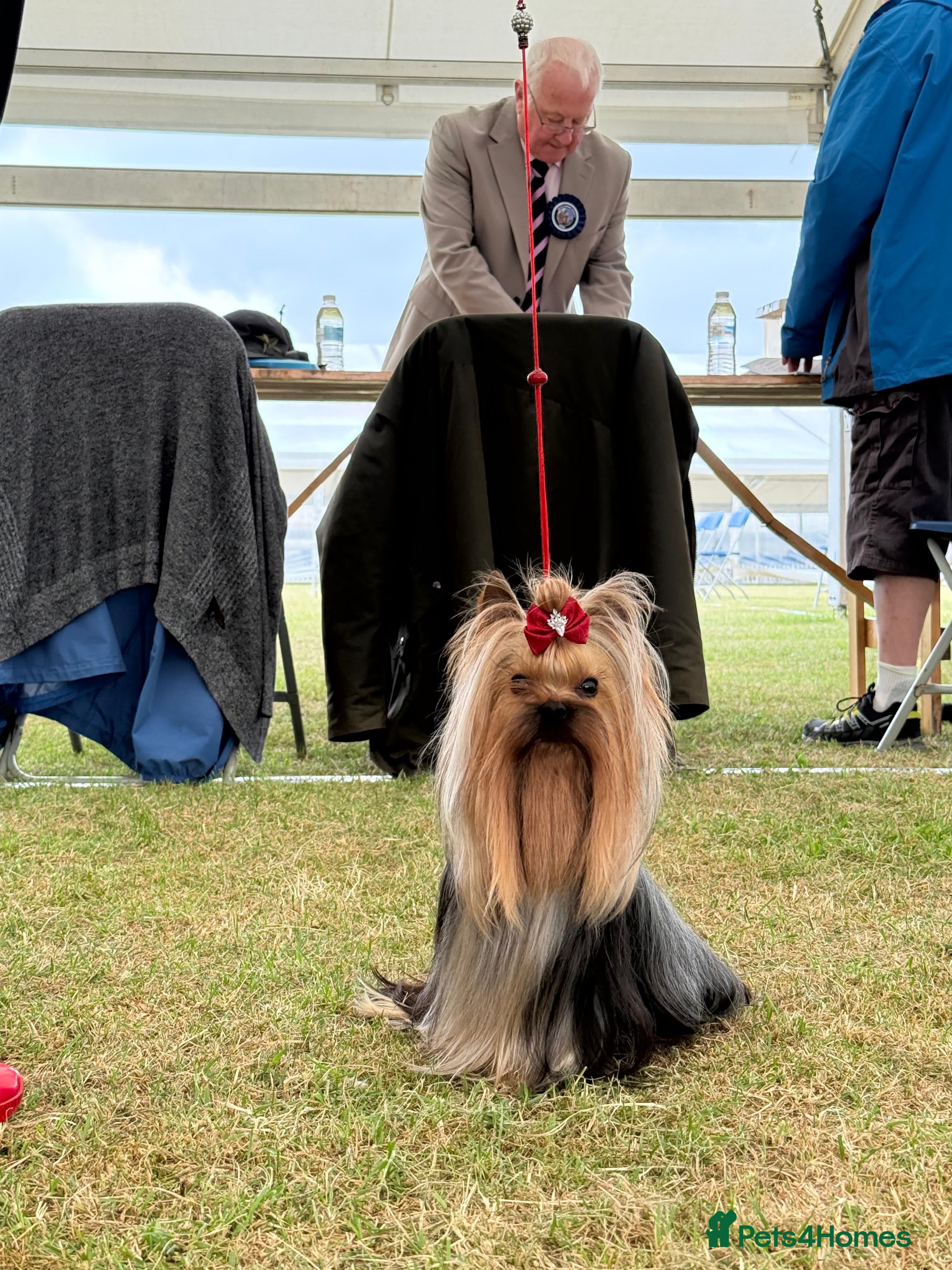 Yorkshire Terrier dogs Miniature Show boy  1,8 kg !  in Camberley - Advert 2