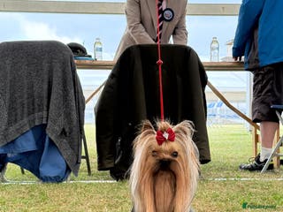 Yorkshire Terrier dogs Miniature Show boy 1,8 kg ! in Camberley - Advert 16