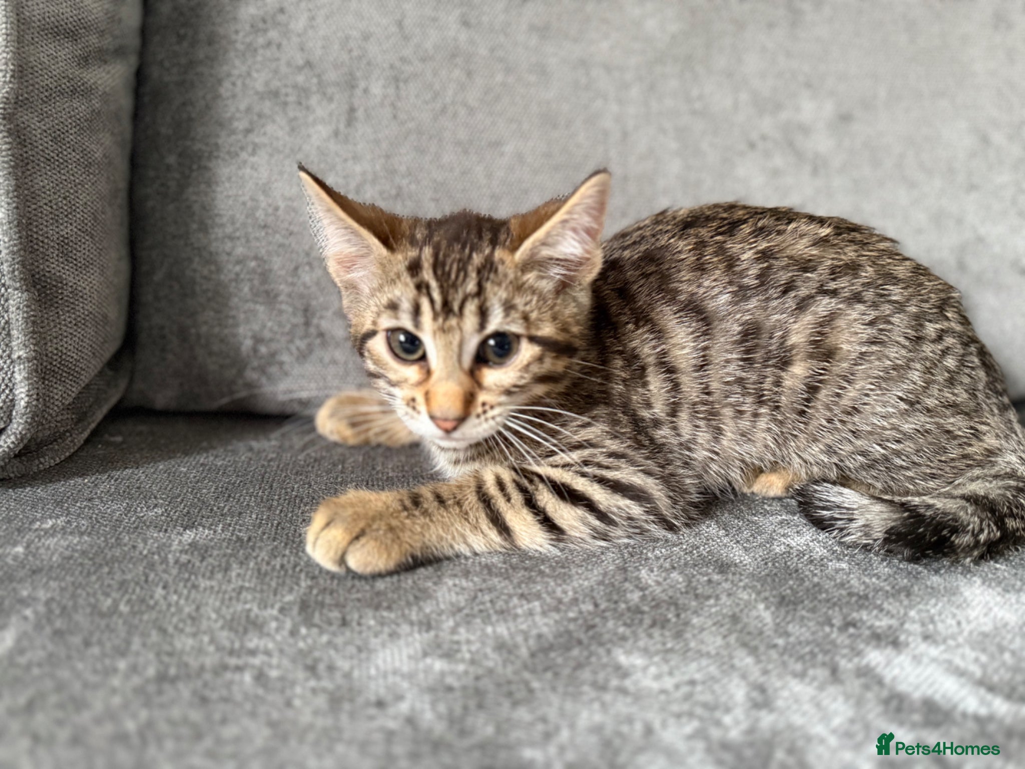 Mixed Breed cats Bengal x Maine coon kittens - Advert 16