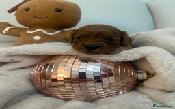 Cavapoo dogs for sale: 🐾 Beautiful F1 Cavapoos – Raised with Love  🐾 - Advert 10