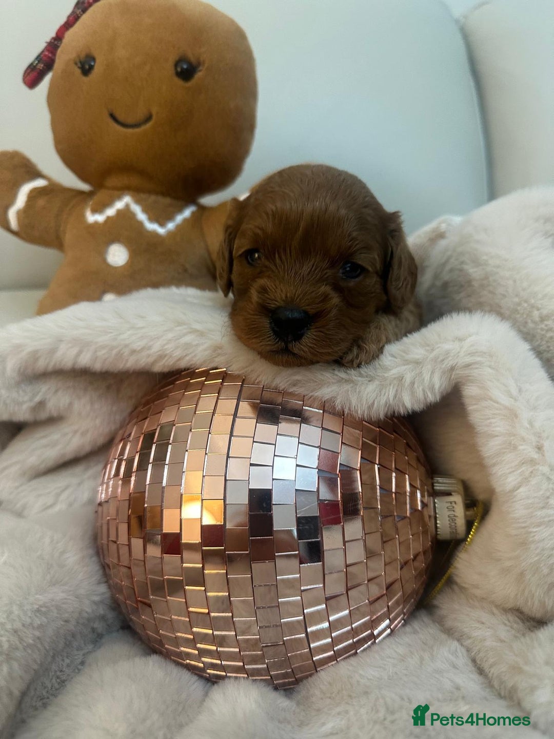 Cavapoo dogs for sale: 🐾 Beautiful F1 Cavapoos – Raised with Love  🐾 - Advert 10