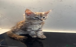 Maine Coon cats for sale: GCCF Registered Kittens. Beautiful lively kittens  - Image 23