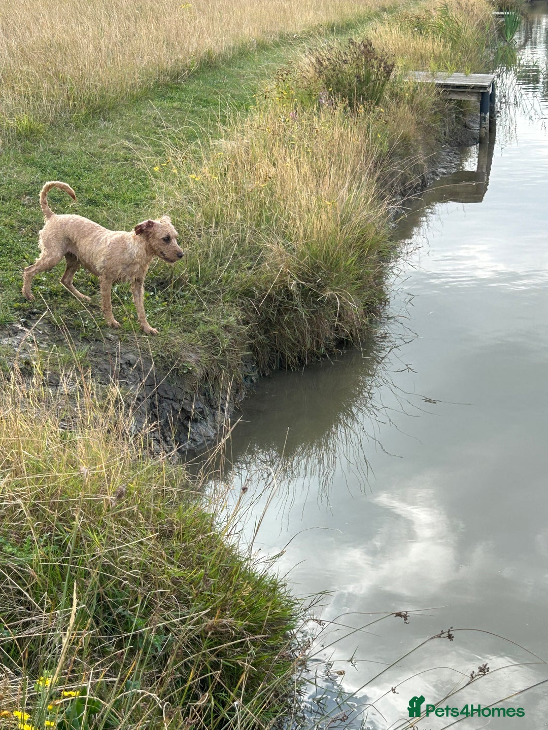 Labradoodle dogs for sale: 🐾F1b Healthy Labradoodle Puppies – Ready 18 Dec🐾 - Image 2