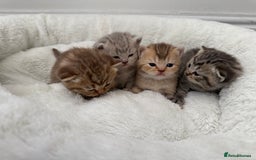 British Shorthair cats for sale: British shorthair kittens  - Image 12
