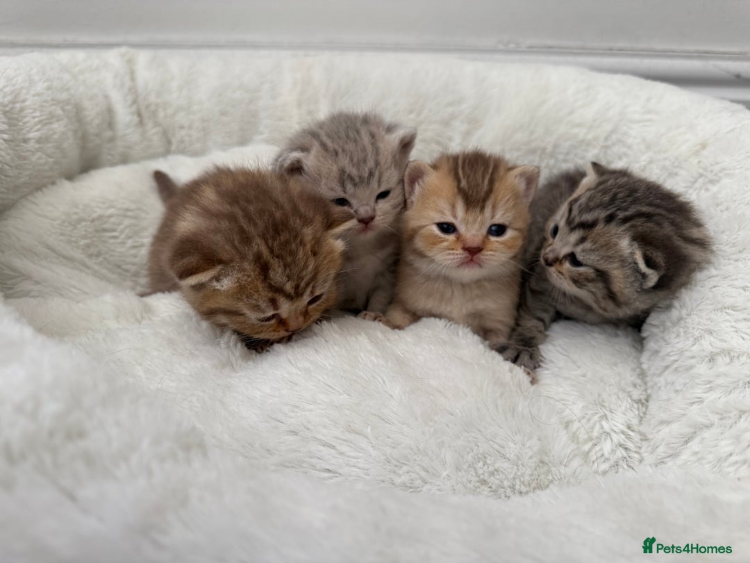 British Shorthair cats for sale: British shorthair kittens  - Image 12