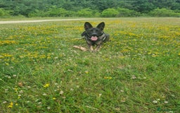 German Shepherd dogs for sale: German sheperd puppies in Rotherham - Image 1
