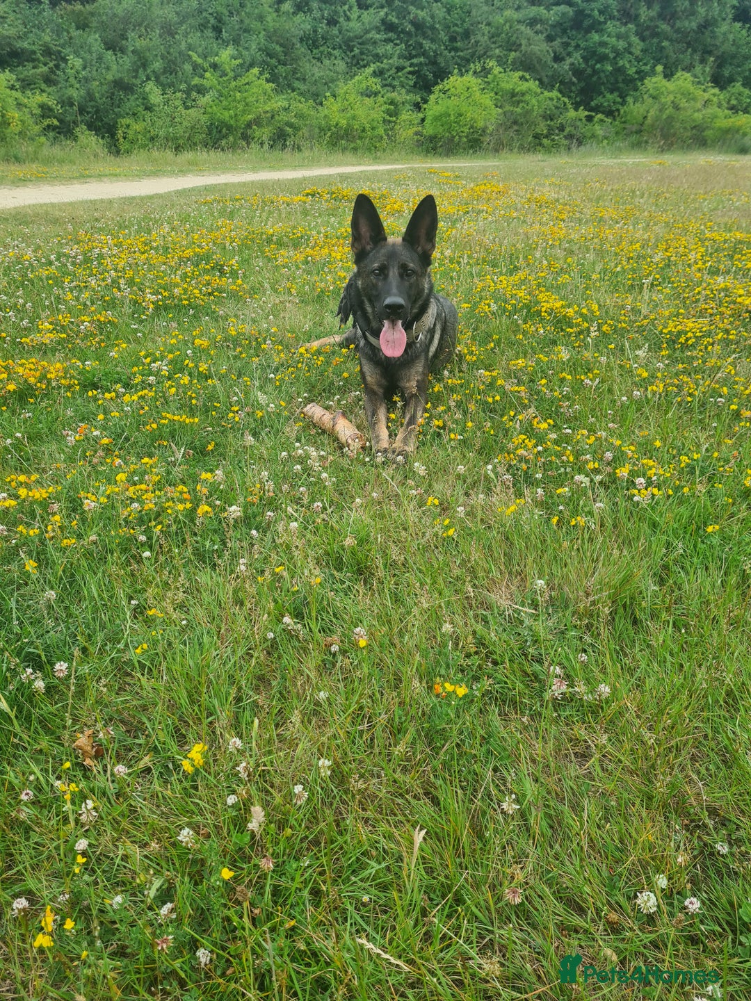 German Shepherd dogs for sale: German sheperd puppies in Rotherham - Image 1