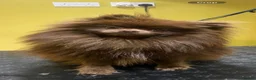 Pomeranian dogs for stud: 🐾 Chocolate Pomeranian Stud – “Diddy” 🐾 - Advert 4