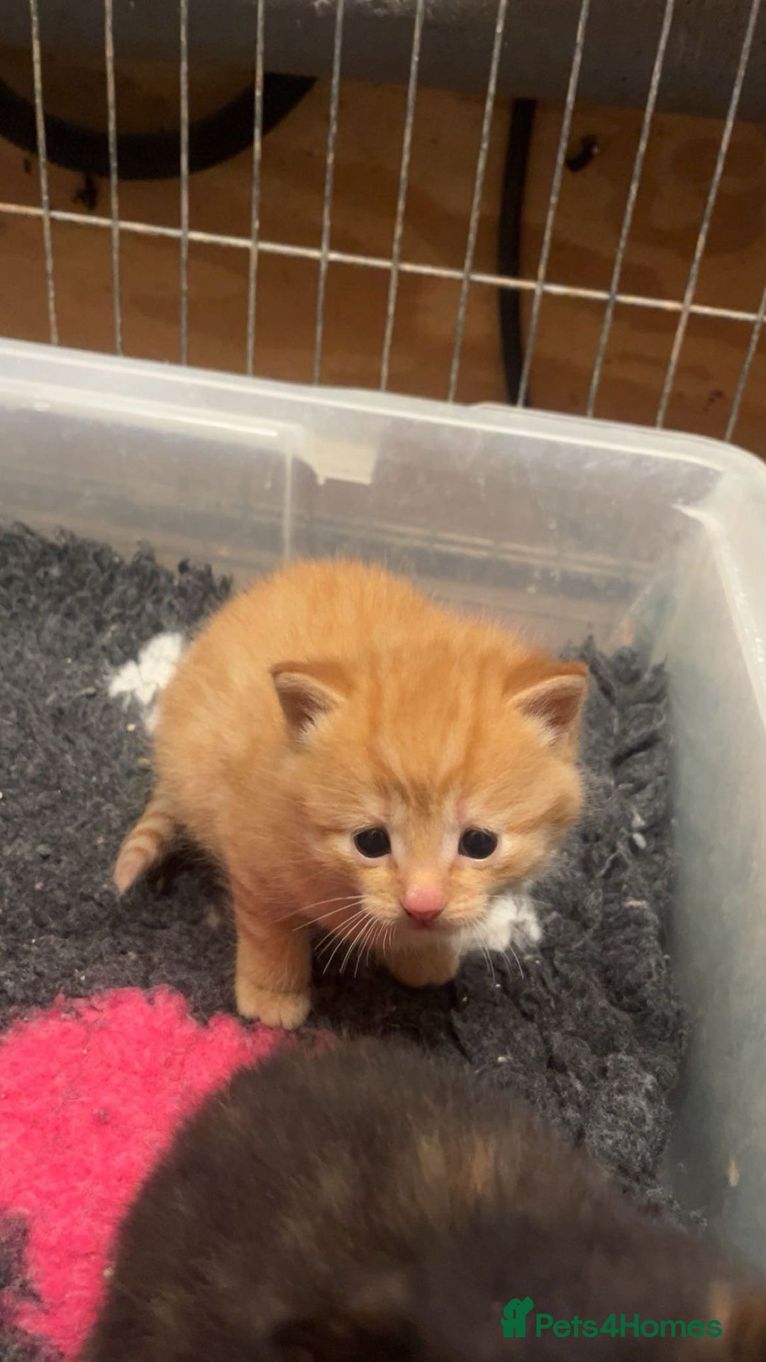 Mixed Breed cats for sale: Beautiful kittens - Advert 3