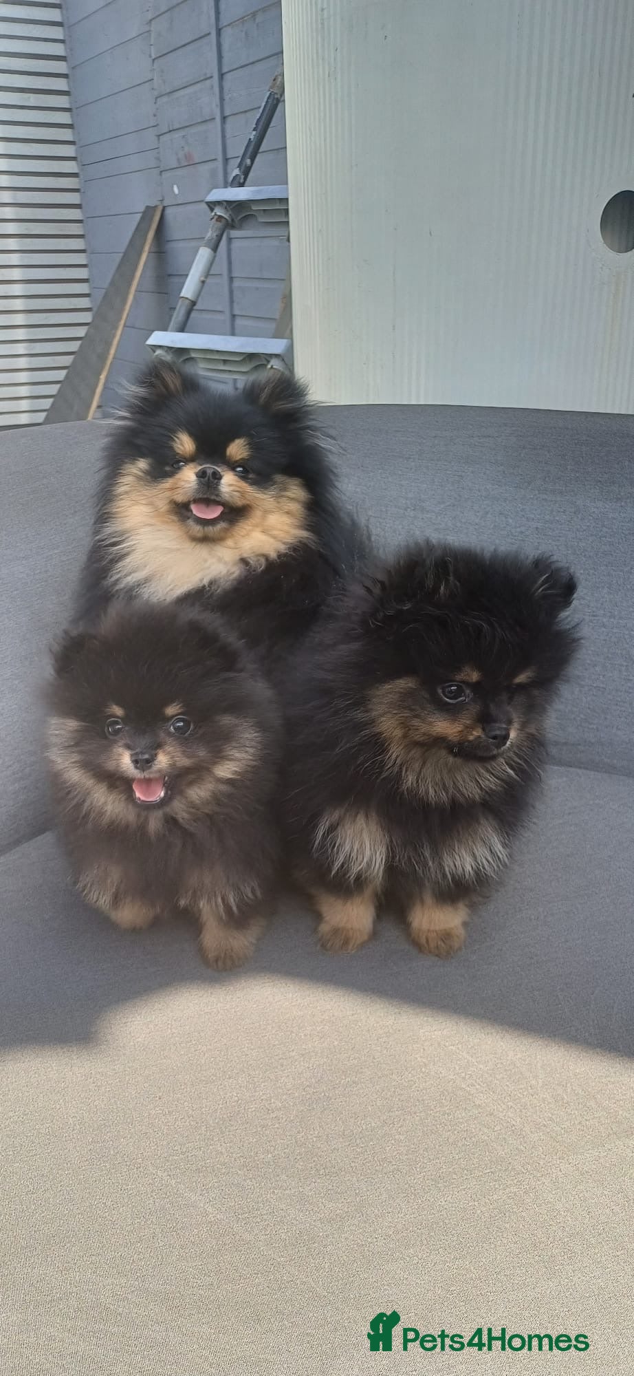 Pomeranian dogs Black & tan Pomeranian puppies 1 GIRL 1 BOY - Advert 9