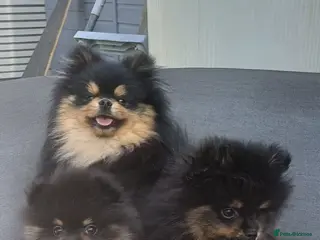 Pomeranian dogs Black & tan Pomeranian puppies 1 GIRL 1 BOY - Advert 5