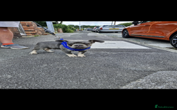 French Bulldog dogs for sale: ** frenchies  - Image 13