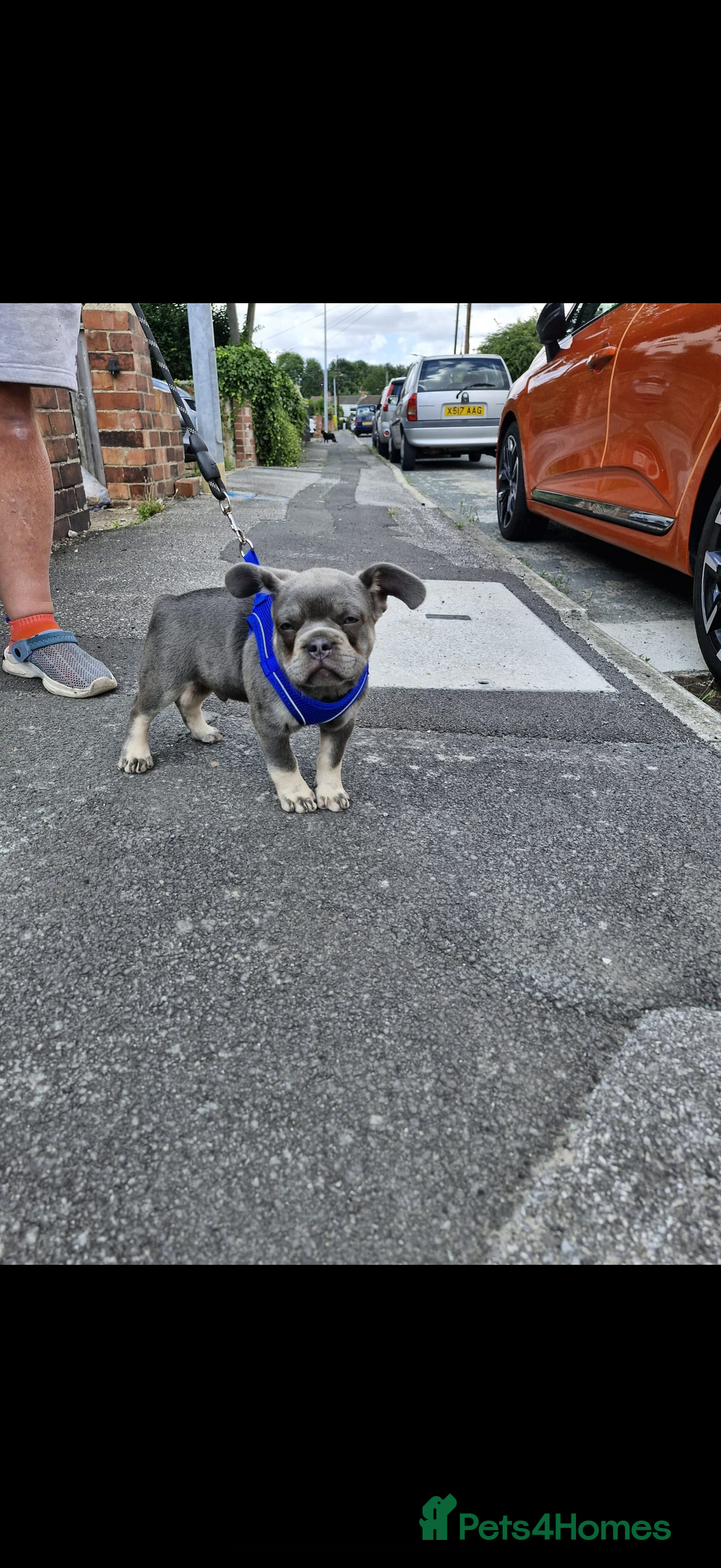 French Bulldog dogs for sale: ** frenchies  - Image 13