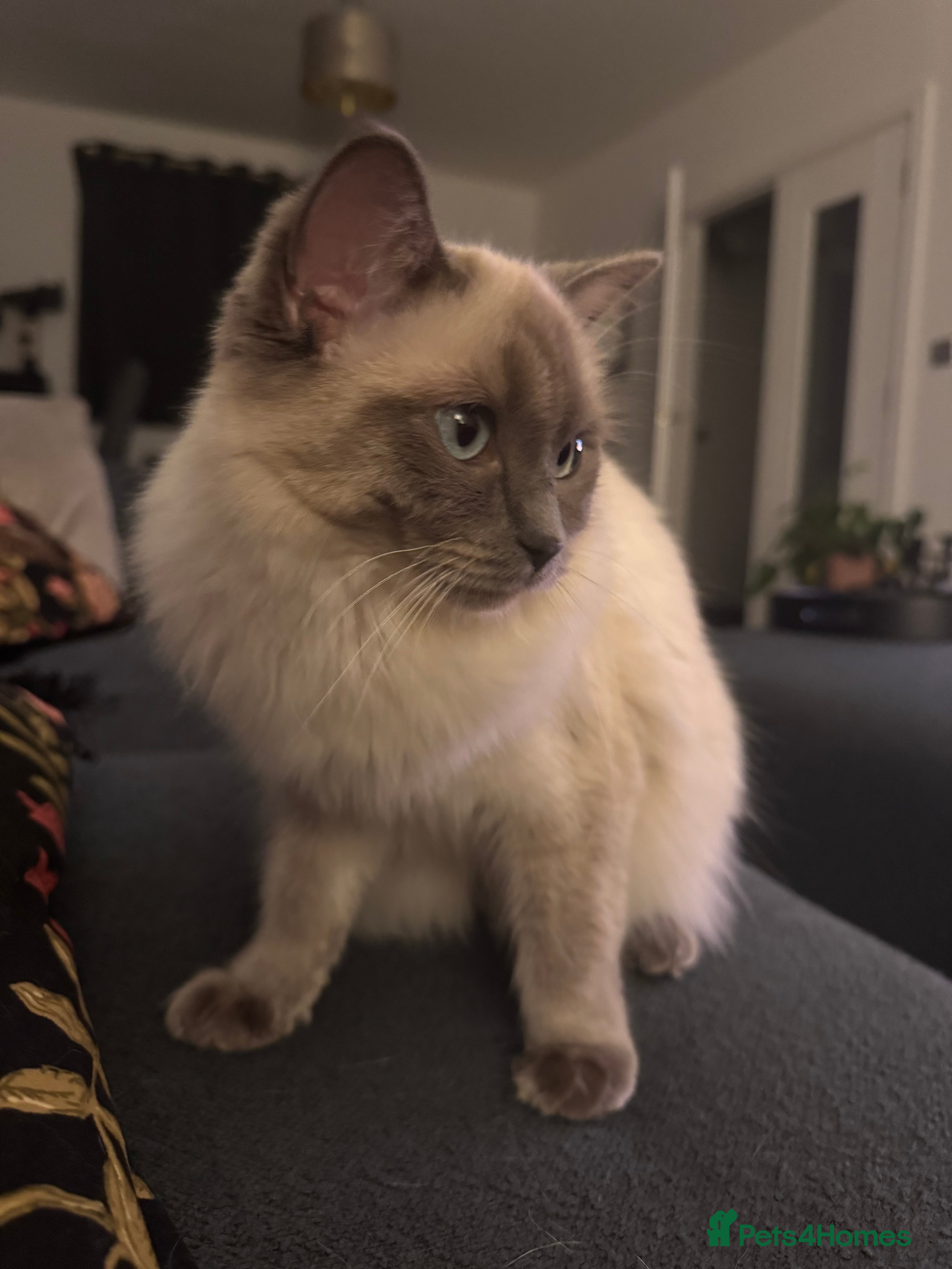 Ragdoll cats Beautiful sweet ragdoll for sale - Advert 2