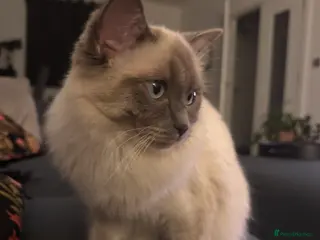 Ragdoll cats Beautiful sweet ragdoll for sale - Advert 2