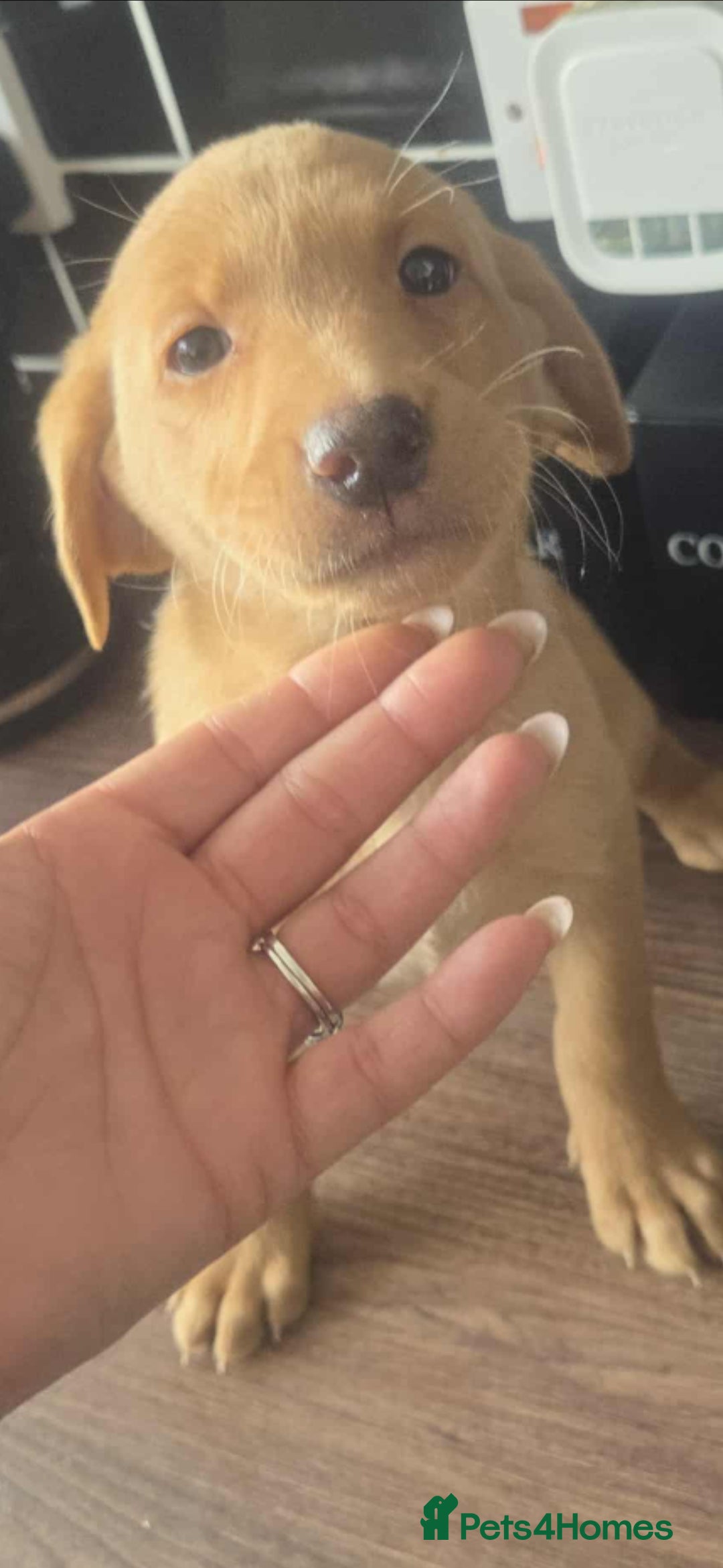 Labrador Retriever dogs for sale: Fox red Labradors  - Image 3