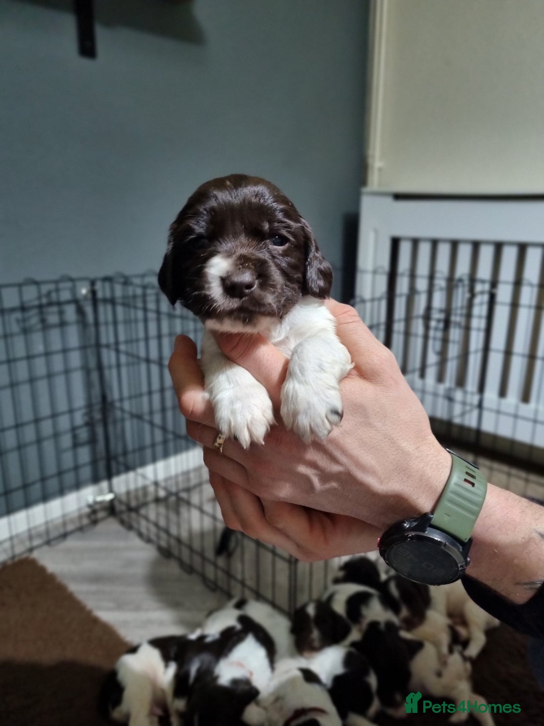 English Springer Spaniel dogs for sale: KC registered English Springer Spaniel puppies 🐾 - Advert 2