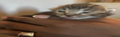 Mixed Breed Kitten 4
