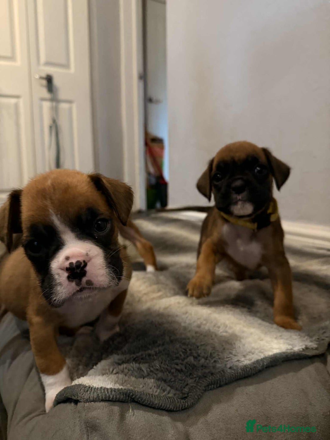 Boxer dogs for sale: Gorgeous litter of red and white boxers.  - Image 9