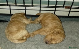 Maltipoo dogs for sale: Golden Maltipoos  - Image 10