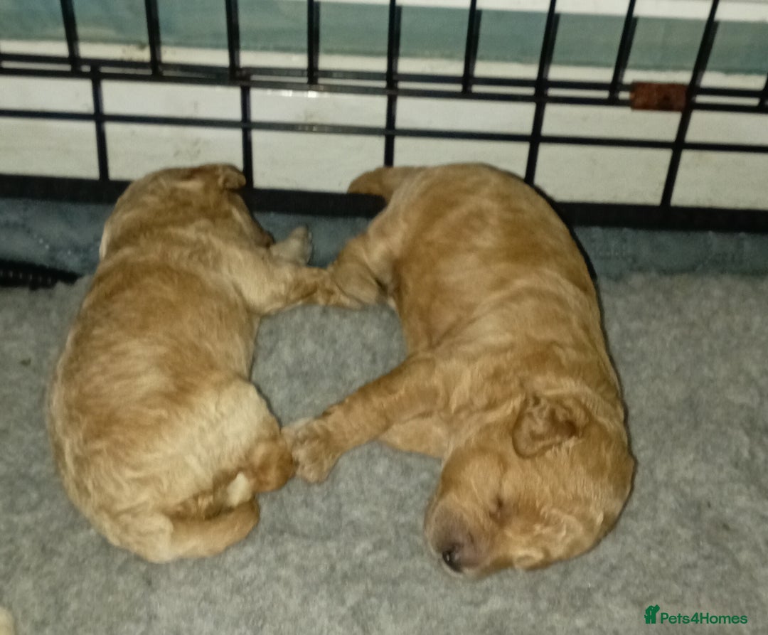 Maltipoo dogs for sale: Golden Maltipoos  - Image 10