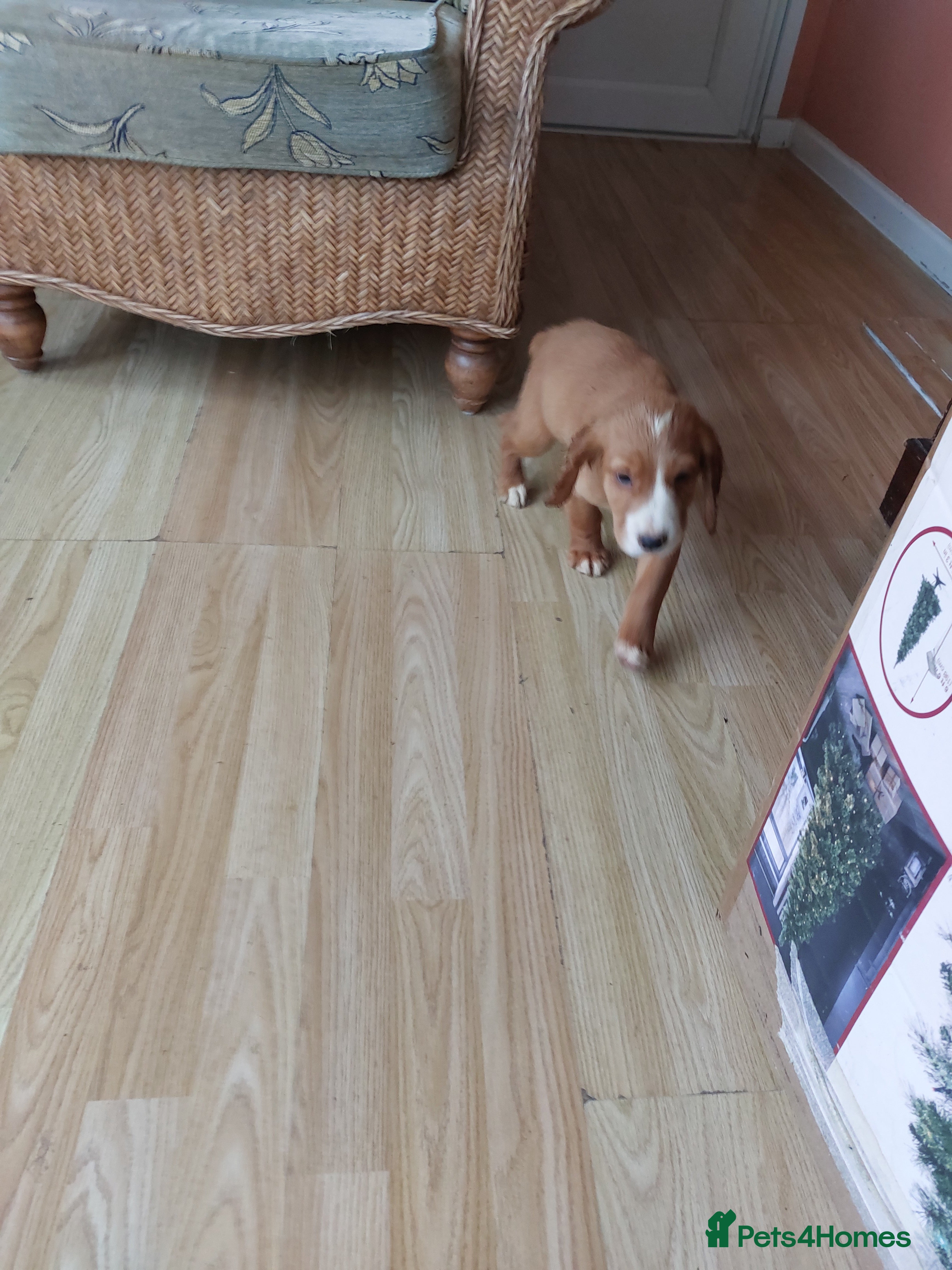 Cocker Spaniel dogs Red cocker spaniel boy  - Advert 5