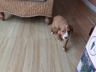 Cocker Spaniel dogs Red cocker spaniel boy - Advert 5