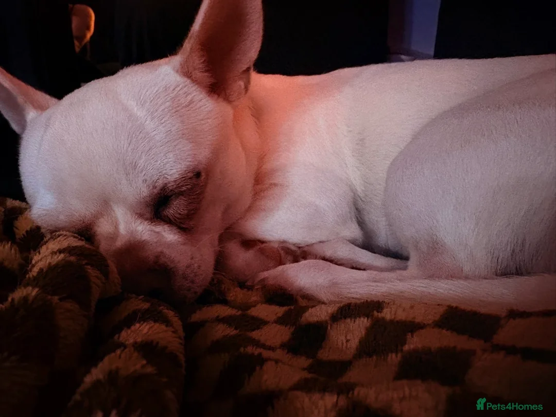 Chihuahua dogs for sale: Duck the chihuahua - Advert 3