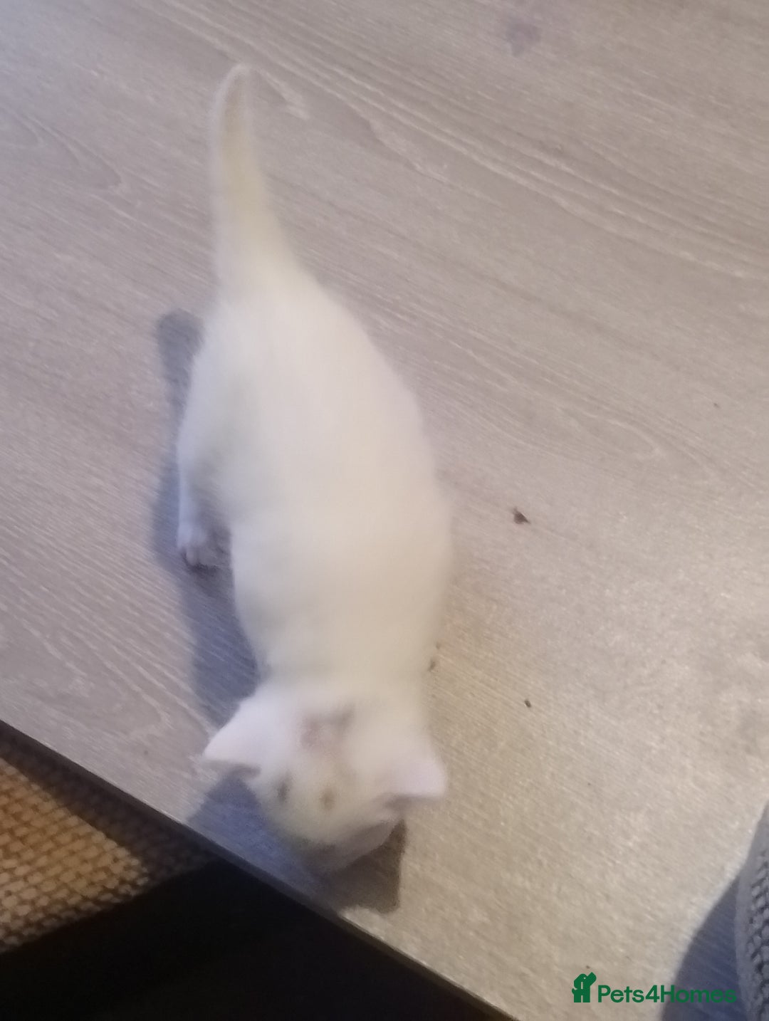 Turkish Angora cats for sale: Turkish angora kittens  - Advert 7