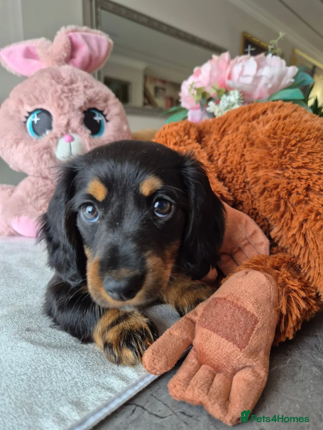Miniature Dachshund dogs for sale: Beautiful Miniature Dachshund Ready to leave!♥️💙 - Advert 40