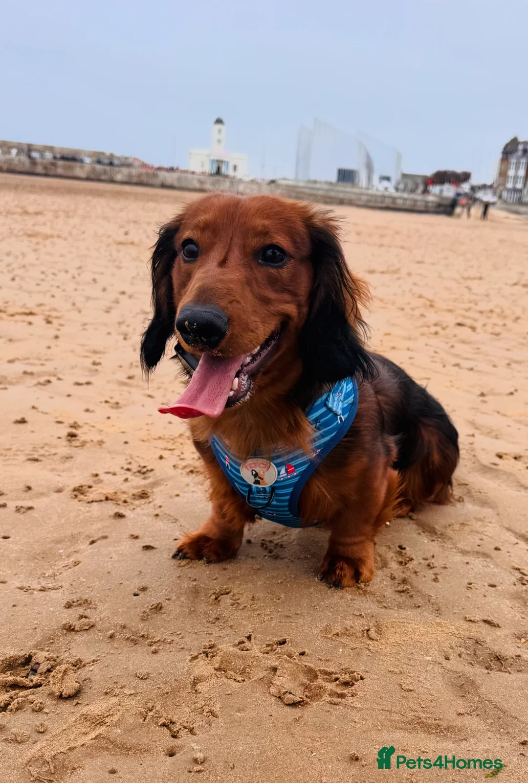 Dachshund dogs for sale: Charlie the Dachshund  - Advert 24
