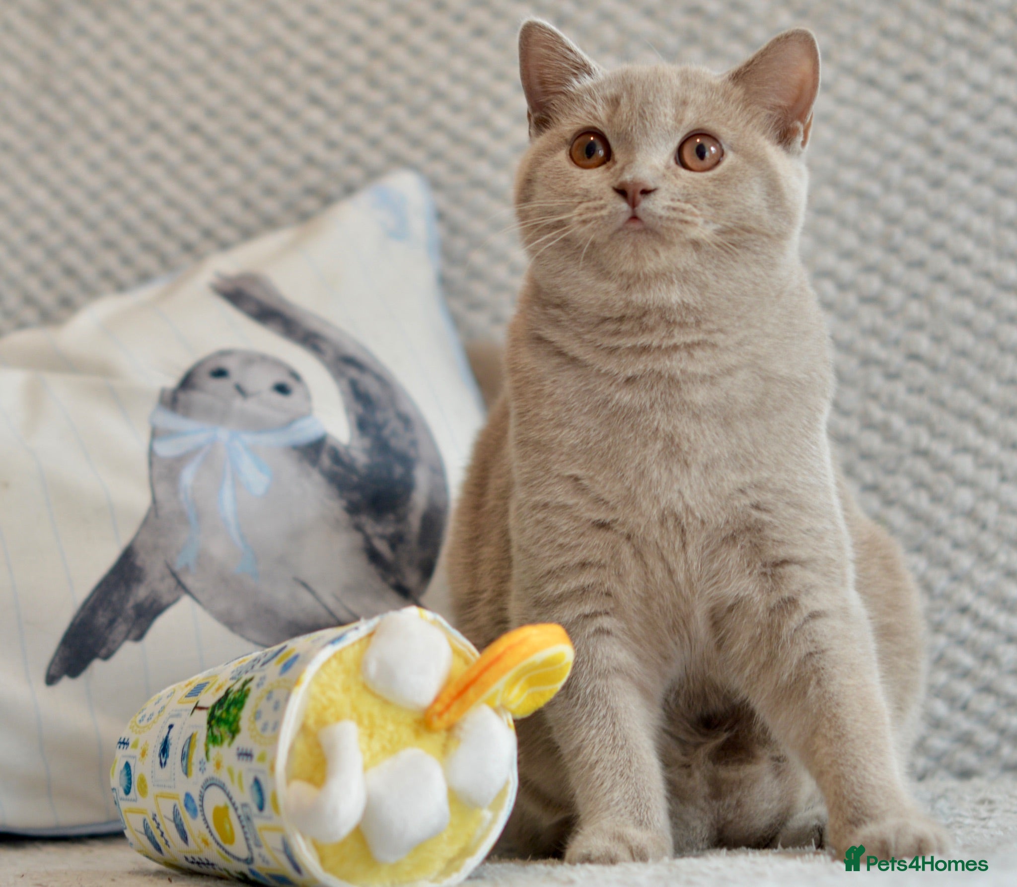 British Shorthair cats Beautiful paws*GB 😻 - Advert 1