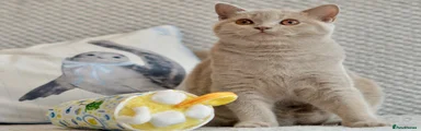 British Shorthair Kitten 1
