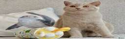 British Shorthair cats for sale: Beautiful paws*GB 😻 - Advert 2