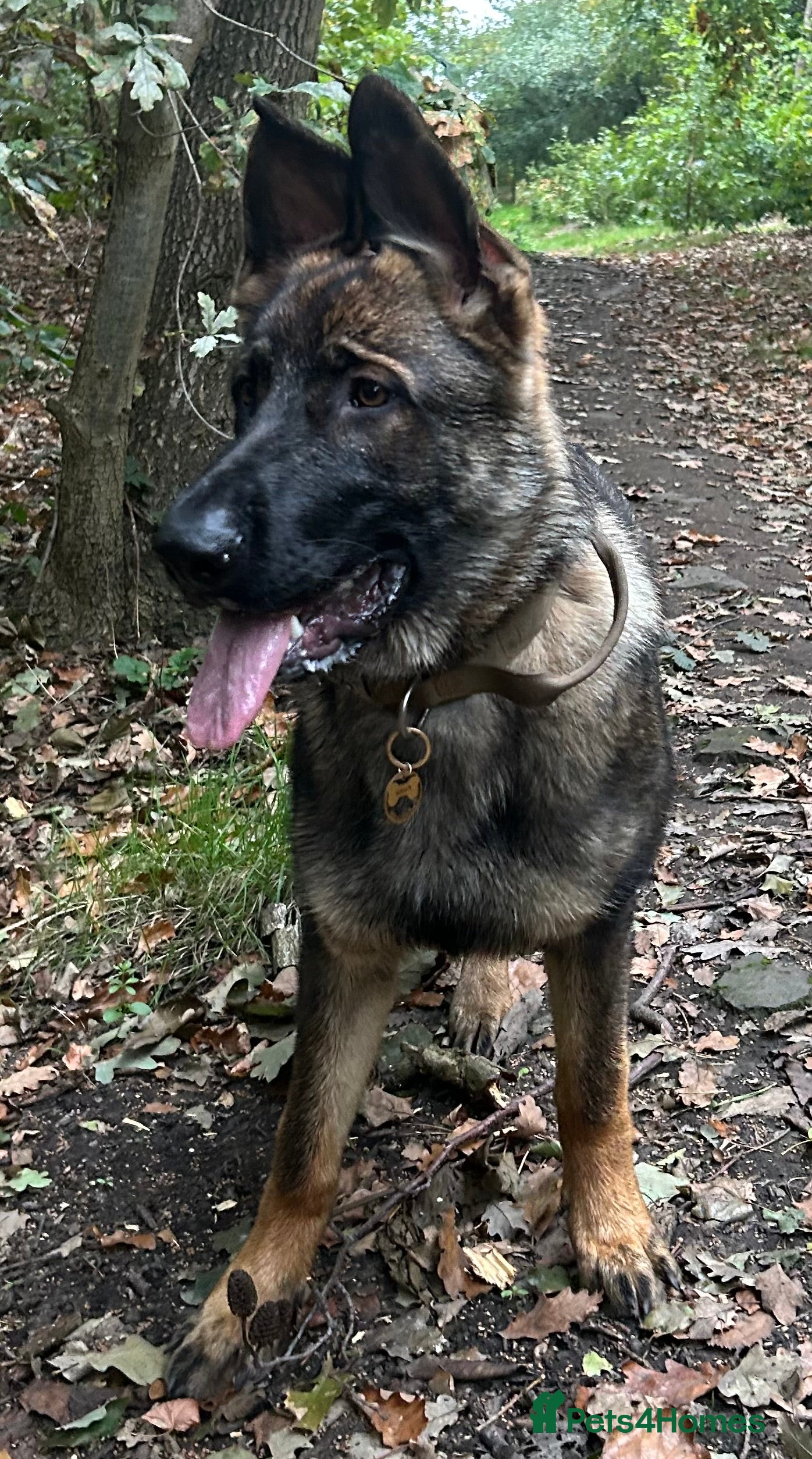 German Shepherd dogs Germ shepherd Czech girl for sale - Advert 3