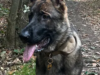 German Shepherd dogs Germ shepherd Czech girl for sale - Advert 7