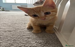 Domestic Shorthair cats for sale: 2 male kittens  - Image 1