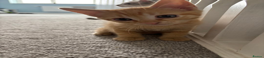 Domestic Shorthair Kitten 1