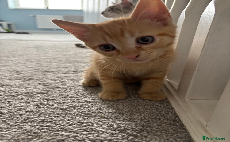 Domestic Shorthair cats - Advert 2