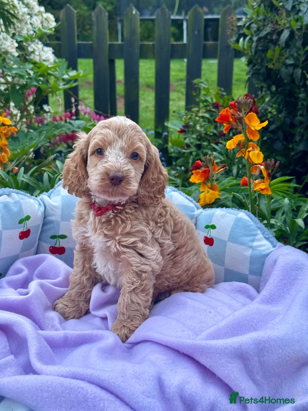 Cockapoo dogs for sale: 6 gorgeous f1 apricot Cockerpoos  - Advert 1