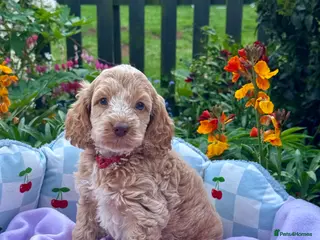 Cockapoo dogs 6 gorgeous f1 apricot Cockerpoos - Advert 11