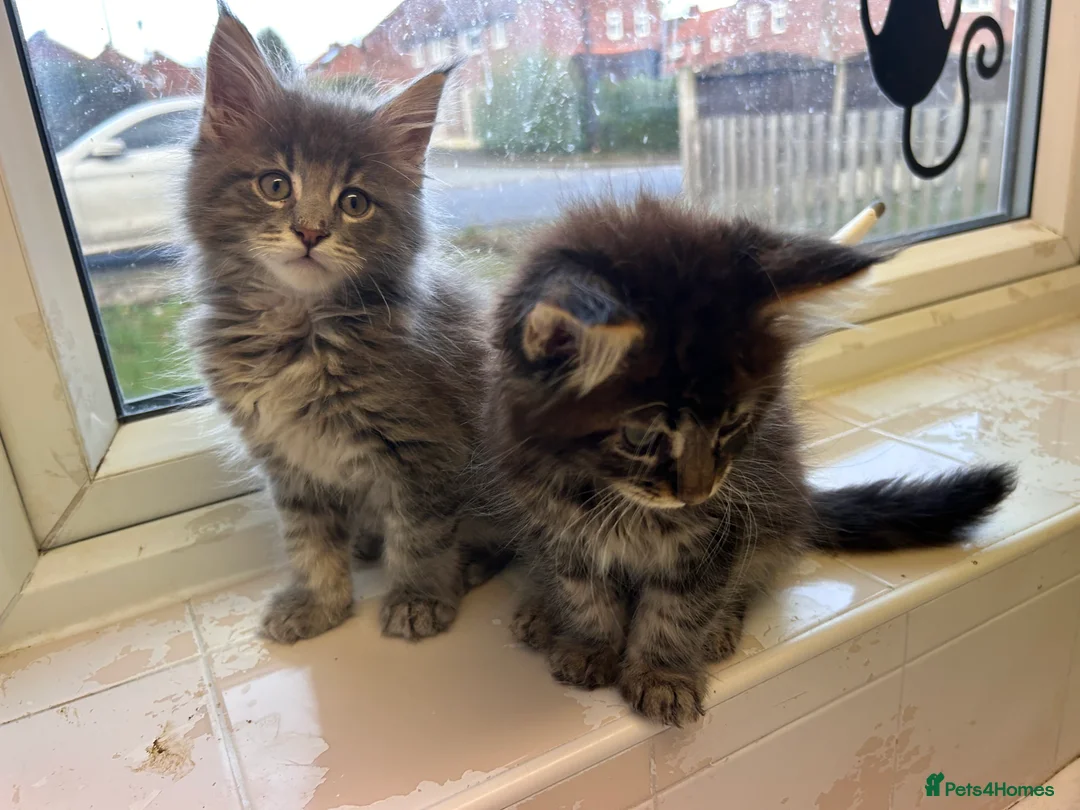 Maine Coon cats for sale: Maine coon boys - Advert 4
