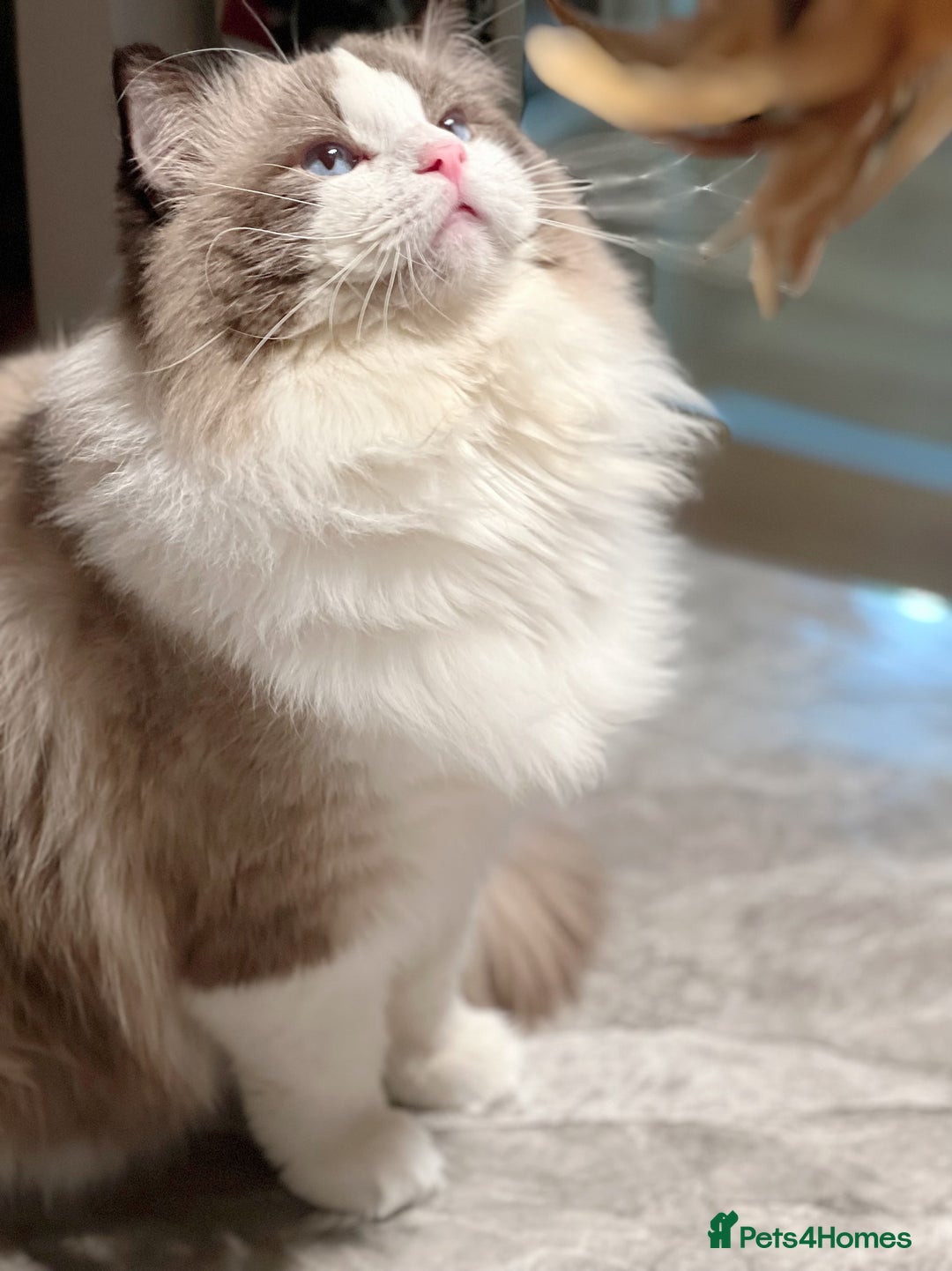 Ragdoll cats for stud: 5 Pedigree TICA European Famous R-Bloodline  in London - Image 13