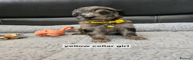 Goldendoodle 7