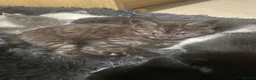 Mixed Breed cats for sale: BBSH mixed breed 5 kittens grey black white grey  - Advert 16