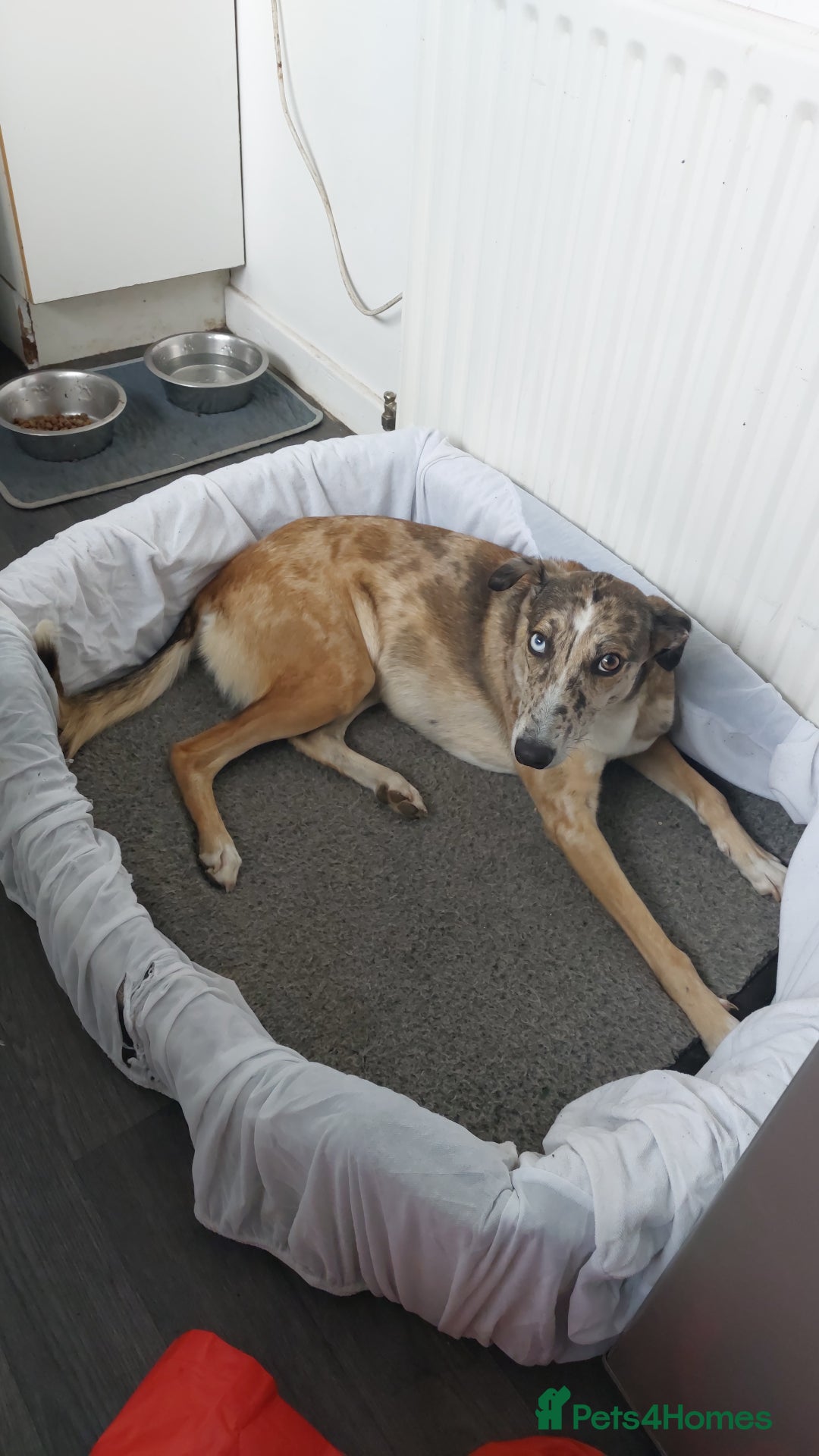 Mixed Breed dogs for sale: Needs a loving home  - Image 2