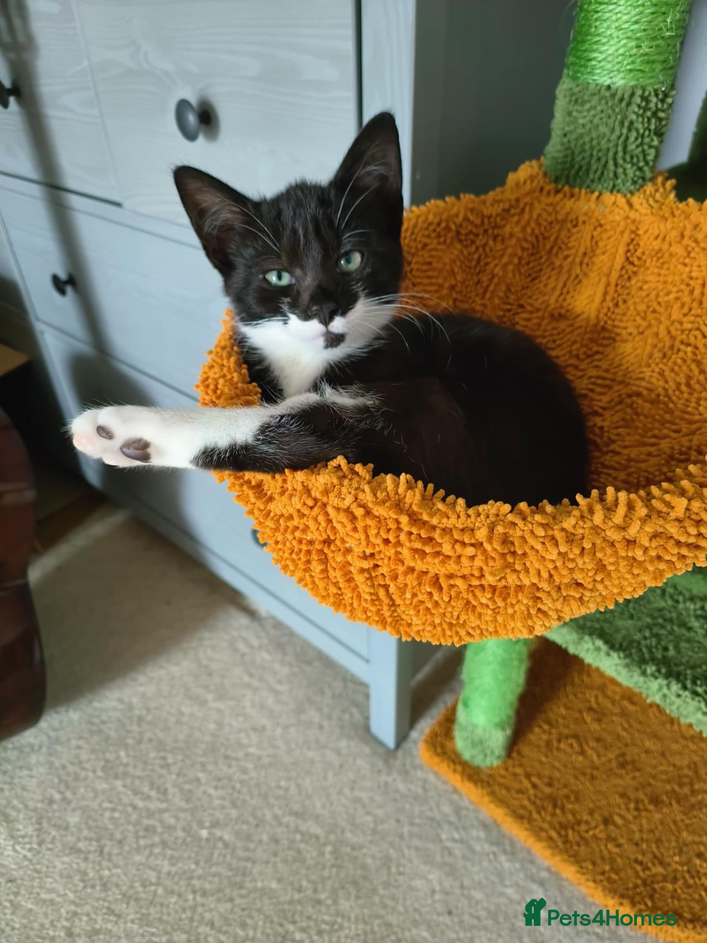 Domestic Shorthair cats Meet Bruce - Advert 4