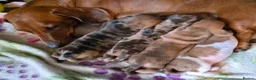Miniature Dachshund dogs for sale: Miniature Dachshunds - Advert 7